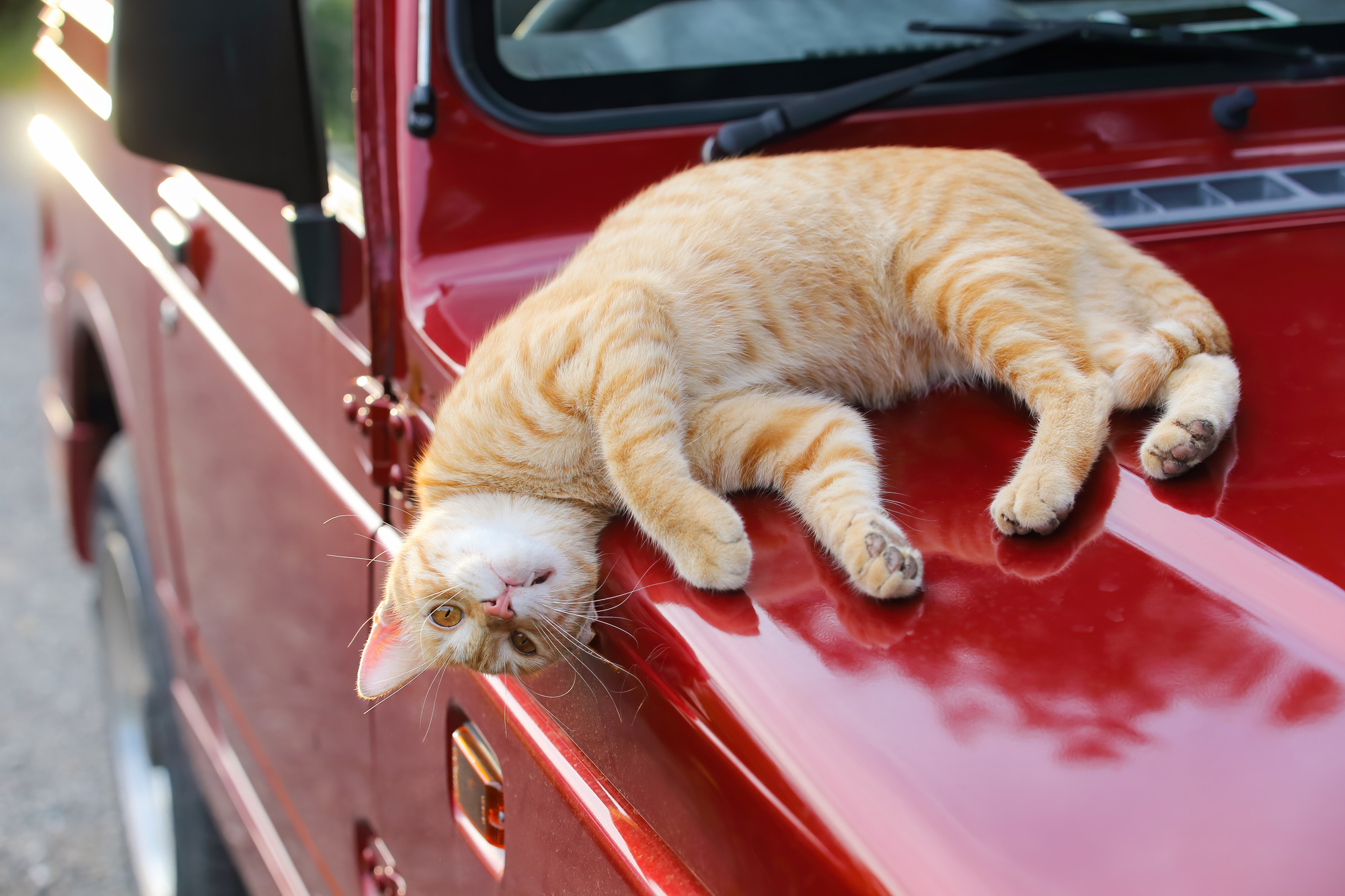 車の「猫バンバン」は効果があるのか！？検証してみた！